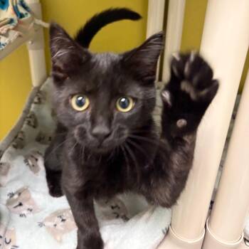 Scrambled Eggs -  Domestic Short Hair Cat for Adoption in Keizer, Oregon - Scrambled Eggs | PetCurious