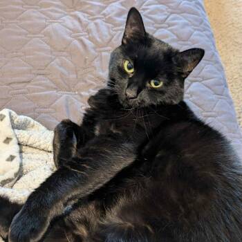 Rescue Domestic Short Hair Cats for Adoption in Portland, Oregon - Trixie | PetCurious