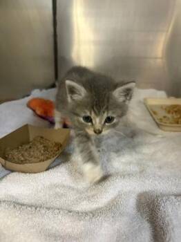 Boots -  Domestic Short Hair Cat for Adoption in West Chester, Pennsylvania - Boots | PetCurious