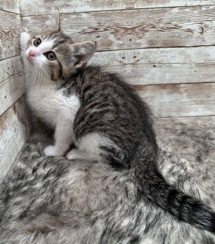 Domestic Short Hair Cats Available for Adoption in Lexington, Kentucky - Blossom | PetCurious