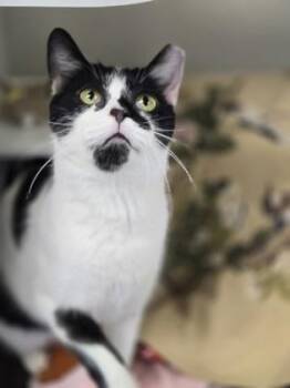 Mister Delaware -  Domestic Short Hair Cat for Adoption in Reisterstown, Maryland - Mister Delaware | PetCurious