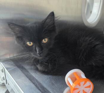 Barry -  Domestic Long Hair Cat for Adoption in Wellington, Kansas - Barry | PetCurious