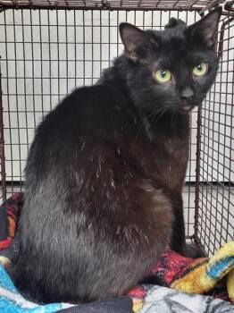 POOKIE -  Domestic Short Hair Cat for Adoption in San Antonio, Texas - POOKIE | PetCurious