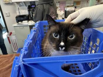 Domestic Short Hair Cats Available for Adoption in Santa Fe, New Mexico - MECAIAH | PetCurious