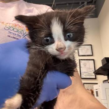Domestic Short Hair Cats Available for Adoption in Tampa, Florida - Carson | PetCurious