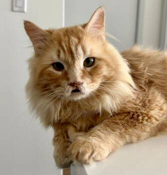 Monty (polydactyl, solo kitty) -  Tabby and Domestic Medium Hair Cat for Adoption in Vaughan, Ontario - Monty (polydactyl, Solo Kitty) | PetCurious