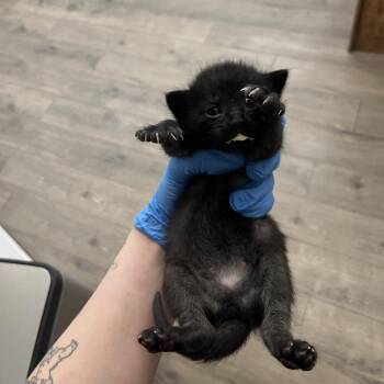 Mulan -  Domestic Short Hair Cat for Adoption in Spokane, Washington - Mulan | PetCurious