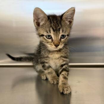 Ziggy -  Domestic Short Hair Cat Available for Adoption in Marshall, Texas - Ziggy | PetCurious