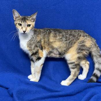 Wonder Women -  Domestic Short Hair Cat for Adoption in Valdosta, Georgia - Wonder Women | PetCurious