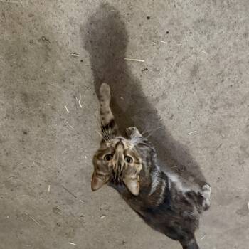 Barney -  Tiger Cat for Adoption in Marlette, Michigan - Barney | PetCurious