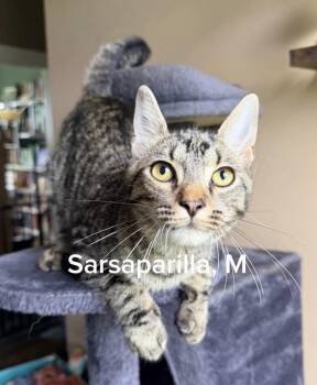 Sarsaparilla -  Domestic Short Hair Cat for Adoption in Shrewsbury, Massachusetts - Sarsaparilla | PetCurious