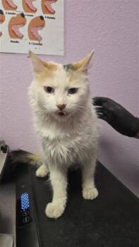 Domestic Medium Hair Cats Available for Adoption in El Paso, Texas - Cicada | PetCurious