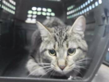 SYRUP -  Domestic Short Hair Cat for Adoption in Omaha, Nebraska - SYRUP | PetCurious