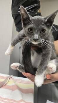 Rollie Pollie -  Domestic Short Hair Cat for Adoption in Sacramento, California - Rollie Pollie | PetCurious