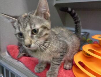 PYREX -  Tiger Cat for Adoption in Delhi, New York - PYREX | PetCurious