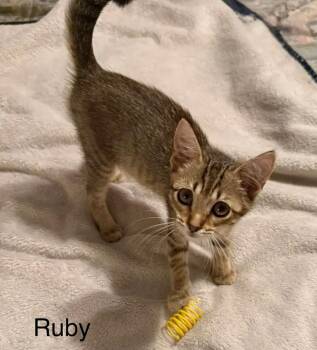 Ruby -  Domestic Short Hair Cat for Adoption in Safety Harbor, Florida - Ruby | PetCurious
