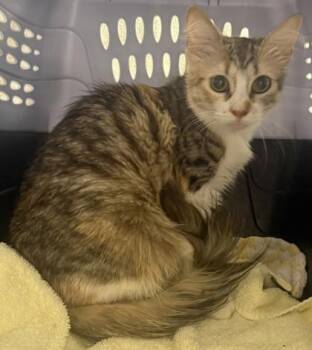 Canela -  Domestic Medium Hair and Domestic Short Hair Cat for Adoption in Honolulu, Hawaii - Canela | PetCurious