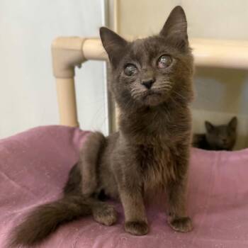 Arizona -  Domestic Medium Hair Cat for Adoption in Penn Yan, New York - Arizona | PetCurious
