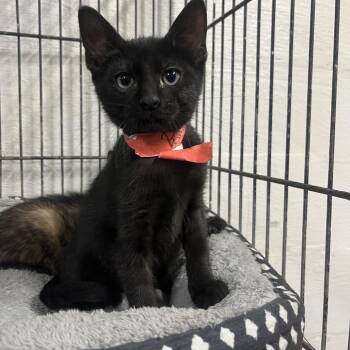 Puma -  Domestic Short Hair Cat for Adoption in Clanton, Alabama - Puma | PetCurious