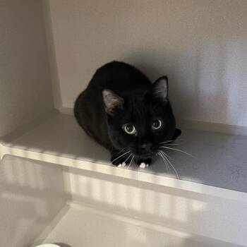 Domestic Short Hair Cats Available for Adoption in Rexburg, Idaho - Fraiser | PetCurious