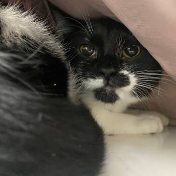 Rescue Domestic Short Hair Cats for Adoption in Fall River, Massachusetts - Flywheel | PetCurious