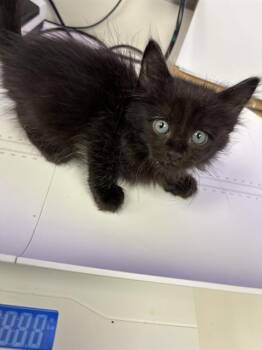 Rescue Domestic Medium Hair Cats for Adoption in Rosenberg, Texas - LOGAN | PetCurious