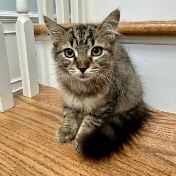 Chex Mix -  Domestic Medium Hair Cat for Adoption in Richmond, Virginia - Chex Mix | PetCurious