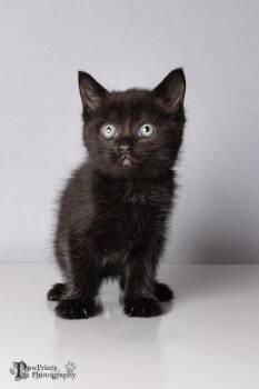 Domestic Short Hair Cats Available for Adoption in Maryville, Tennessee - Moonbeam | PetCurious