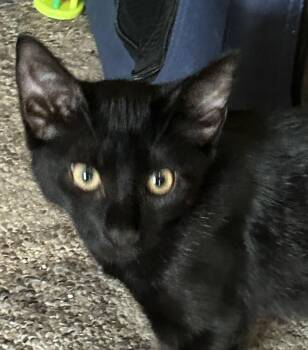 Dean -  Domestic Short Hair Cat for Adoption in Milltown, New Jersey - Dean | PetCurious