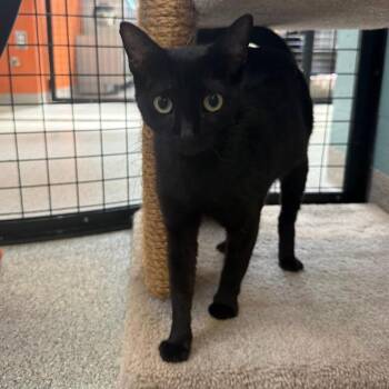 Domestic Short Hair Cats Available for Adoption in Sarasota, Florida - Queenie | PetCurious
