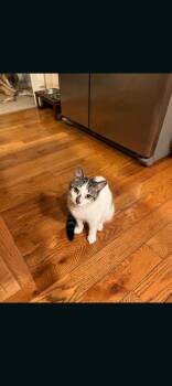 American Shorthair Cats Available for Adoption in Hagaman, New York - Dove | PetCurious