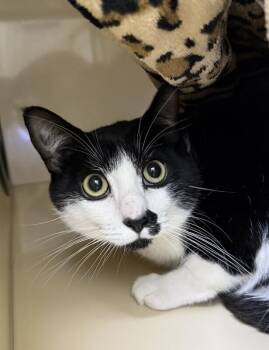 Domestic Short Hair Cats Available for Adoption - Link | PetCurious