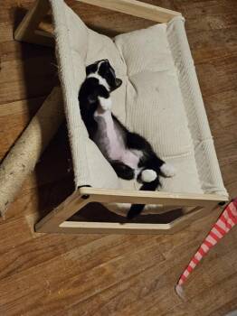 Draya -  Domestic Short Hair Cat for Adoption in Warner Robins, Georgia - Draya | PetCurious