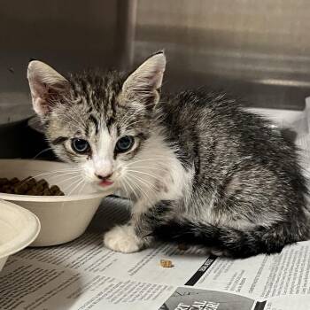 Vader -  Domestic Short Hair Cat for Adoption in Pauls Valley, Oklahoma - Vader | PetCurious