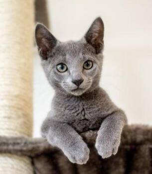 Bun-Bun -  Russian Blue and Domestic Short Hair Cat for Adoption in Plano, Texas - Bun-Bun | PetCurious