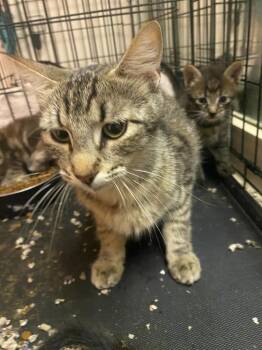 Honey -  Tabby Cat for Adoption in San Antonio, Texas - Honey | PetCurious