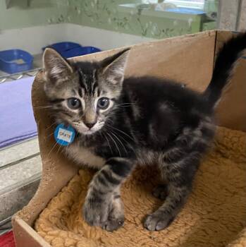 Rescue Domestic Short Hair Cats for Adoption in Hot Springs, Arkansas - Crate | PetCurious