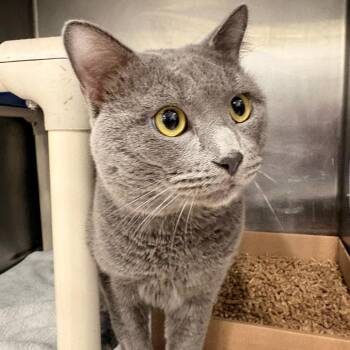 Smokey -  Domestic Short Hair Cat for Adoption in Newark, New Jersey - Smokey | PetCurious