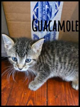 Domestic Short Hair Cats Available for Adoption in Enfield, Connecticut - Guacamole Kitten  | PetCurious