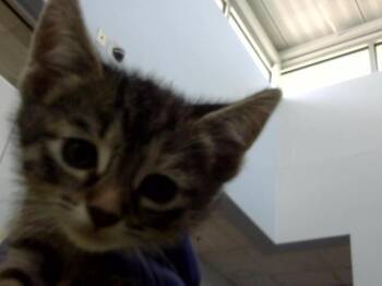 Domestic Short Hair Cats Available for Adoption in Dallas, Texas - PERU | PetCurious