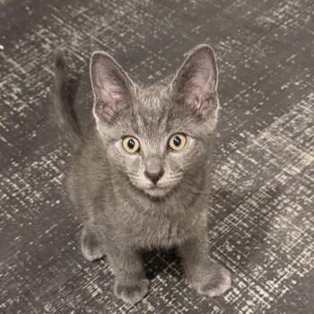 Roy -  Domestic Short Hair Cat for Adoption in Los Angeles, California - Roy | PetCurious