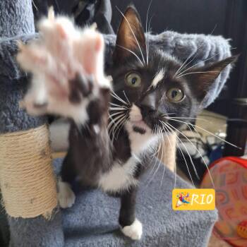 Rio -  Domestic Short Hair and Tuxedo Cat for Adoption in Yorba Linda, California - Rio | PetCurious