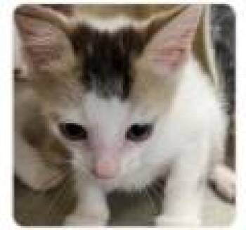 Bomba -  Domestic Short Hair Cat for Adoption - Bomba | PetCurious