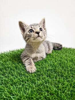 Henry -  Domestic Short Hair Cat for Adoption in Covington, Louisiana - Henry | PetCurious