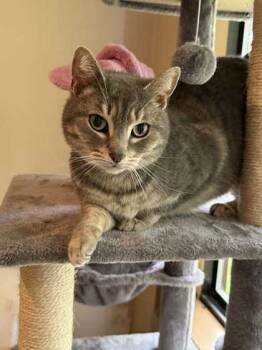 Cheaty -  Domestic Short Hair Cat Available for Adoption in Midland, Virginia - Cheaty | PetCurious