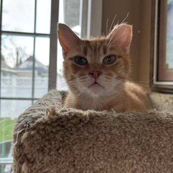 Tabby Cats Available for Adoption in Sheboygan, Wisconsin - Toulouse | PetCurious