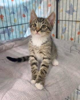 Acorn -  Domestic Short Hair Cat for Adoption in Novato, California - Acorn | PetCurious
