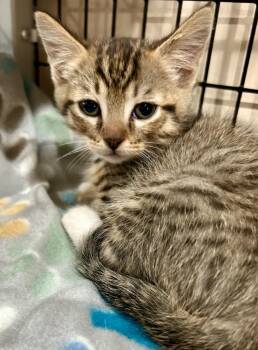 Martina -  Domestic Medium Hair Cat for Adoption in Cottonwood, Arizona - Martina | PetCurious