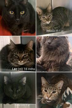 Domestic Short Hair Cats Available for Adoption - Dude, Leo, And Beezus | PetCurious