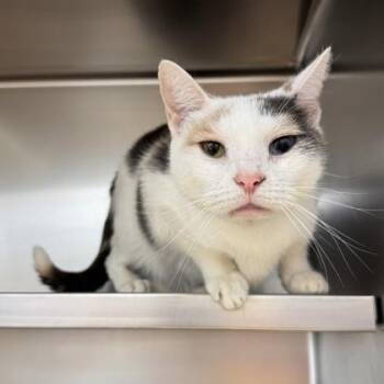Lofi Hiphop -  Domestic Short Hair Cat for Adoption in Richmond, Virginia - Lofi Hiphop | PetCurious